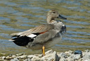 オカヨシガモ♂ 3月23日 賀茂大橋下流