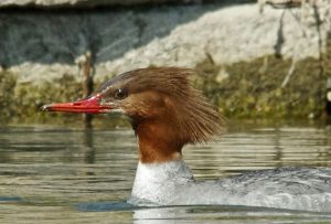 カワアイサ♀ 3月23日 賀茂大橋下流 -1