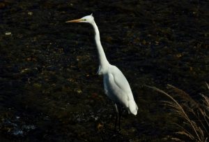 ダイサギ 3月21日 御蔭橋下流