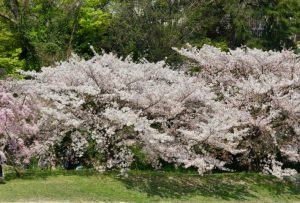 サクラ 4月10日 賀茂大橋