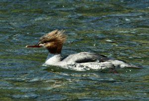 カワアイサ♀ 4月25日 御池大橋下流