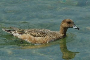 ヒドリガモ♀ 4月25日 荒神橋下流