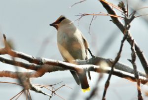 キレンジャク♀ 4月23日 河合橋上流