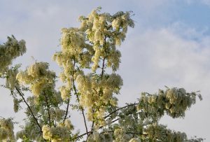 ハリエンジュ 5月7日 丸太町橋