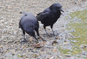 浅瀬でつかまえた獲物 5月4日 荒神橋