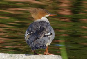 カワアイサ♀ 5月8日 二条大橋