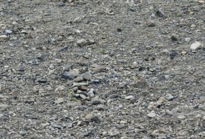 イカルチドリ 5月3日 賀茂大橋下流