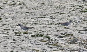 キアシシギ 5月6日 賀茂大橋下流