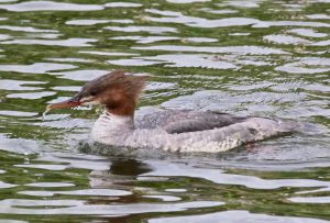 カワアイサ♀ 5月15日 二条大橋