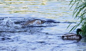 コイとカモ 5月12日 賀茂大橋下流