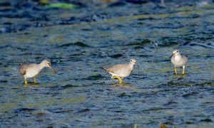 キアシシギ 5月12日 賀茂大橋下流