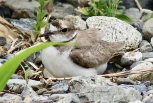 May 9 0152pm-2 蓼倉橋上流