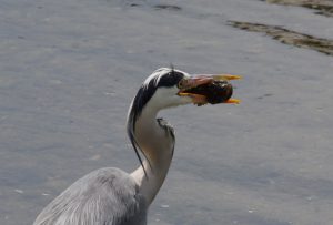 ドンコをとらえたアオサギ 5月14日 河合橋上流